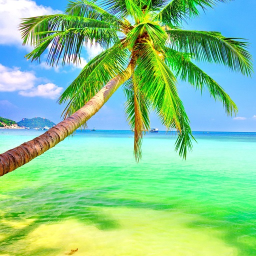 Palm Tree Wallpapers Download on Windows