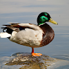 The Duck Picture Puzzle icon