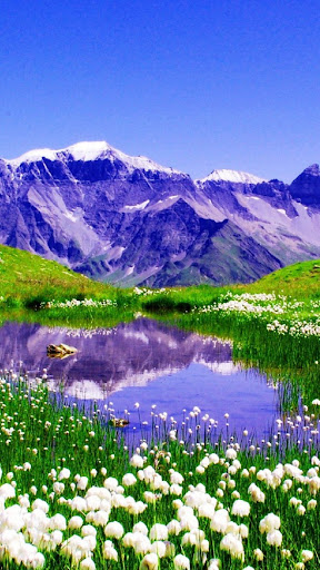 Spring Flowers Wallpapers Screen 3