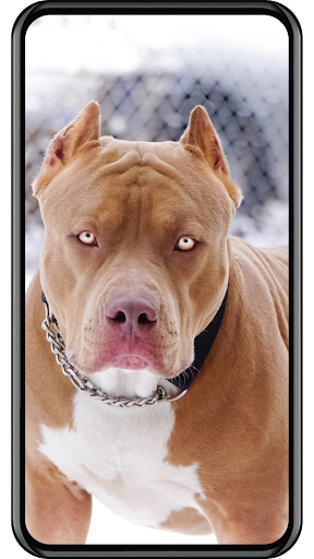 Android application Dog Wallpaper screenshort