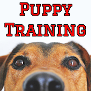 How To Train A Puppy