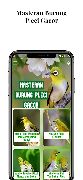 Masteran Burung Pleci Gacor - 2.4.7 - (Android)