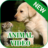 New Animal Video icon
