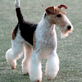 Fox Terrier Wallpapers icon