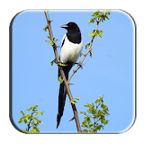Black Billed Magpie icon