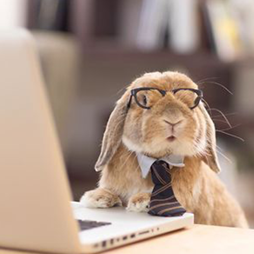 Rabbits Wallpapers HD 4K