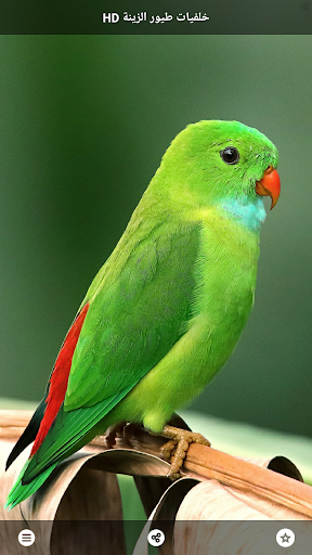 HD خلفيات طيور الزينة Screen 3