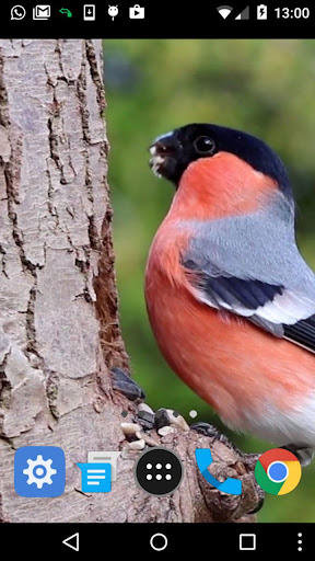 finch wallpaper Screen 2