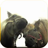 Horses lick screen Wallpaper icon