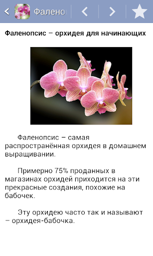 Орхидеи. Фаленопсис Screen 2