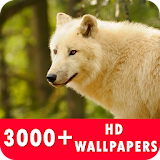 Wolf Live Wallpapers HD icon