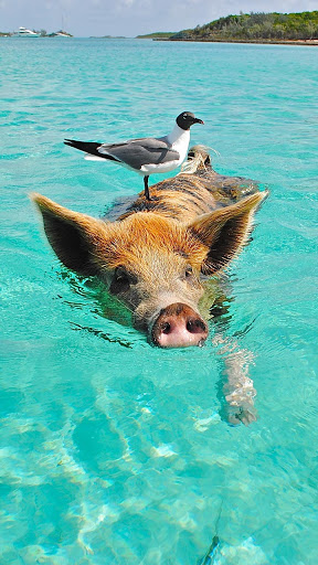 Android application cute animal wallpapers screenshort