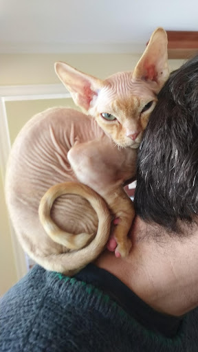 Devon Rex Wallpapers Screen 3