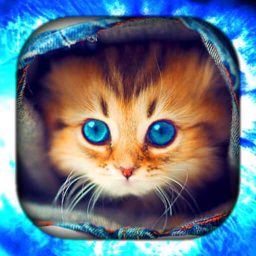 Kitten Wallpaper Live HD/3D/4K logo