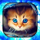 Kitten Wallpaper Live HD/3D/4K APK