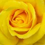 Yellow Rose Wallpaper