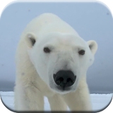 Polar Bear live wallpaper icon