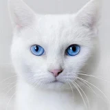 HD Cats Wallpapers icon