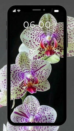 Android application Wallpaper Bunga Anggrek screenshort