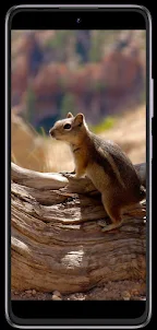 Squirrel phone wallpapers