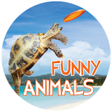 Funny Animals icon