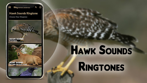 Hawk Sounds Ringtone
