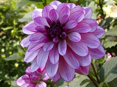 Dahlia Flower Wallpapersのおすすめ画像4