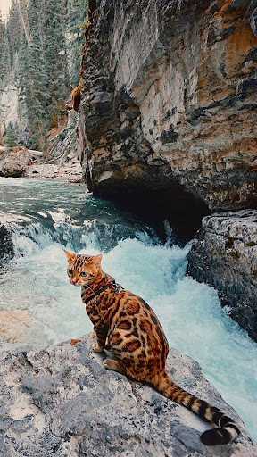 Exotic Cat Wallpapers Screenshot