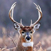 Deer Wallpapers HD