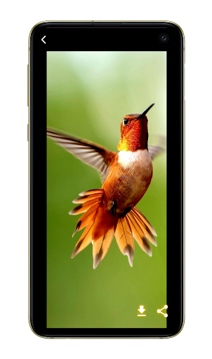 Android application Bird Wallpaper And Backgrounds screenshort