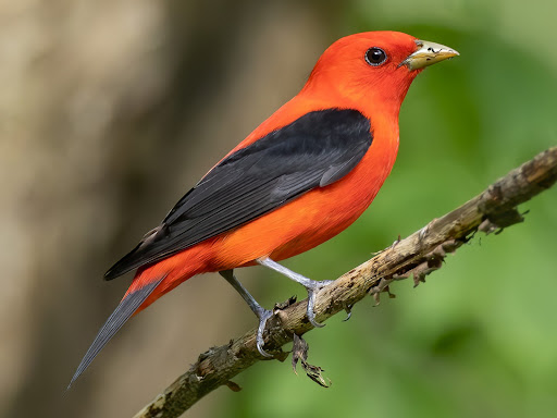 scarlet tanager Wallpaper HD Screen 2
