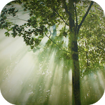 Forest Wallpapers Apk