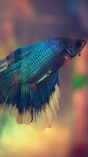 Android application betta fish moving wallpaper screenshort