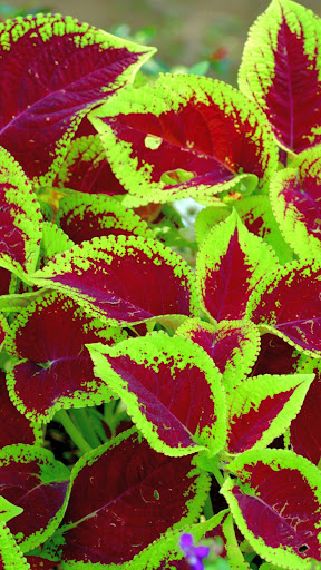 Coleus Wallpaper