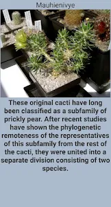 Types of cacti