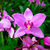 orchid live wallpaper icon