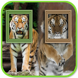 Tiger Photo Frames  -  Dual icon