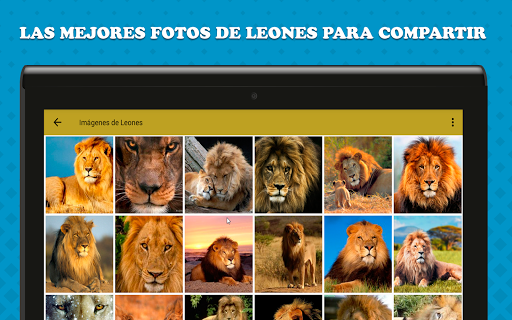 Imagenes de Leones