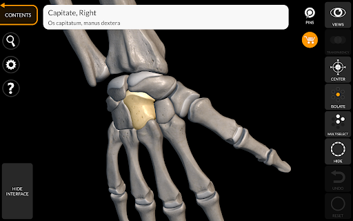 Screenshot of Skeleton | 3D Anatomy