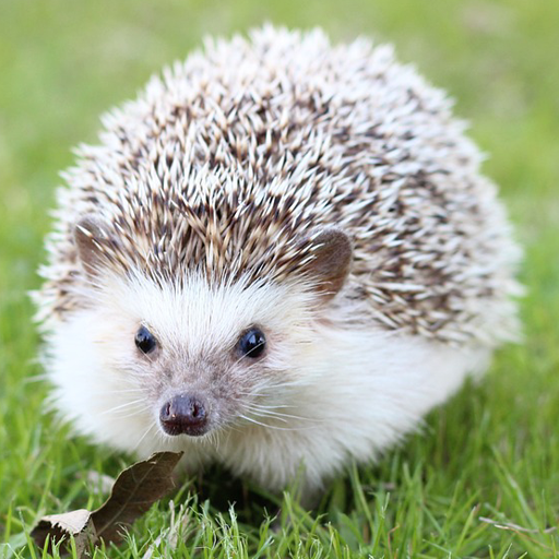Hedgehog Pet 1.5 Icon