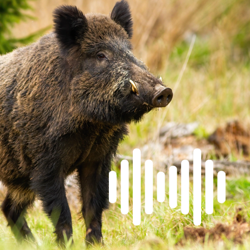 Hog hunting calls Download on Windows