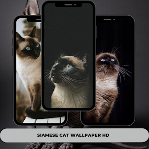 Cat Wallpaper Full HD