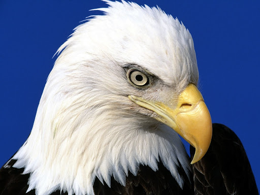 Android application Bald Eagle Wallpaper HD screenshort