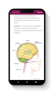 Anatomía del Cerebro