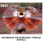 Cover Image of Télécharger Pictures of the strangest types of animals 3 APK