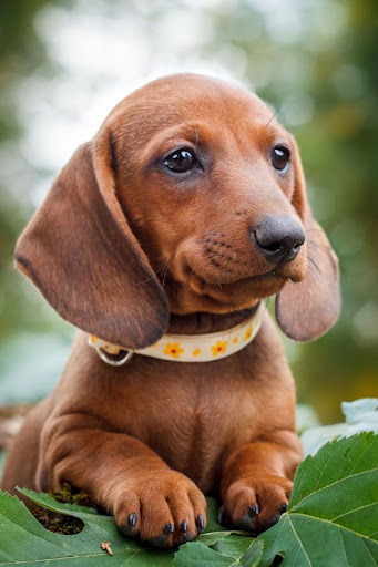 Dachshund Dog Wallpapers Screen 2