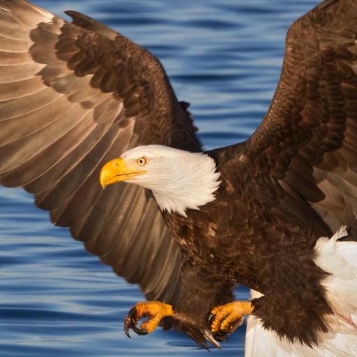 American Eagle wallpaper logo