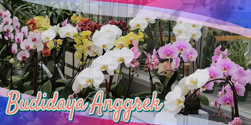 Budidaya Anggrek