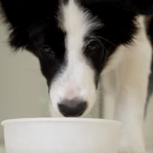 border collie wallpaper logo