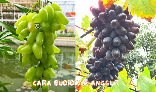 Cara Budidaya Anggur